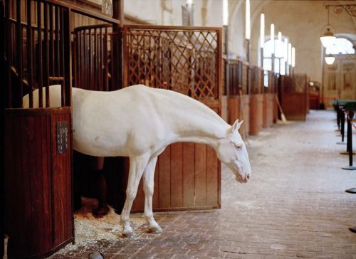 effiesequine:  Dreamiest place on earth Académie Équestre de Versaille.  Reblogging this makes me think of all the times autumnbramble has killed me by blogging amazing horse photos. PAyback