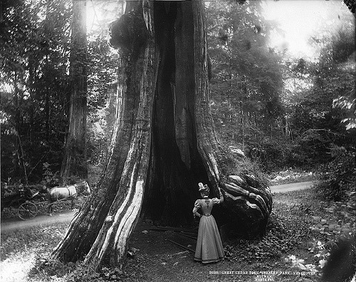 historicaltimes:Great cedar tree, Stanley Park, Vancouver, BC, 1897 via reddit
