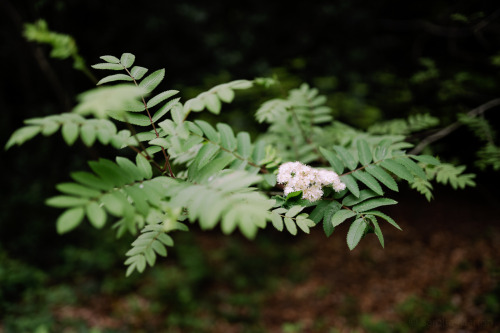 bokeh photography