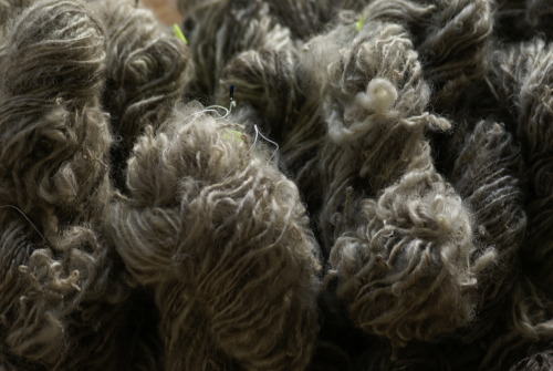 itonomari: 紡ぎ終了。糸できれいなリンカーンの原毛。 [&ldquo;Finish spinning. Lincoln raw wool with thread.&rdquo