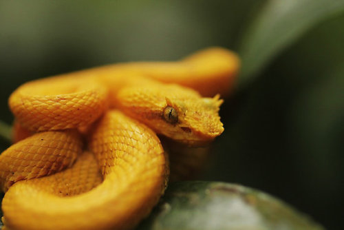 Eyelash Pit Viper - Seth Lagrange