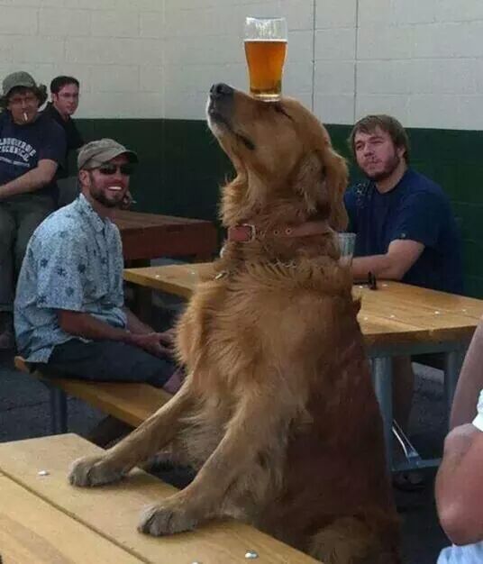 awwww-cute:  The local attraction of my bar in new mexico 