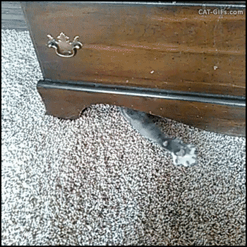 catsdogsgifs:  http://catsdogsgifs.tumblr.com/
