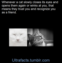 ultrafacts:  They call it a “Kitty kiss” Slow blinking by a cat (sort of an eyes-almost-closed look, almost trance-like) is a good sign — one that says, “You’re my buddy, and I feel comfortable hanging out with you. It turns out that cats do