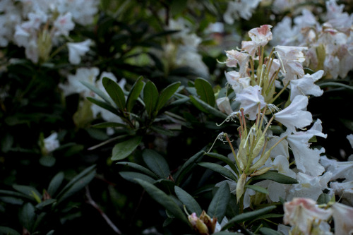 rhododendron