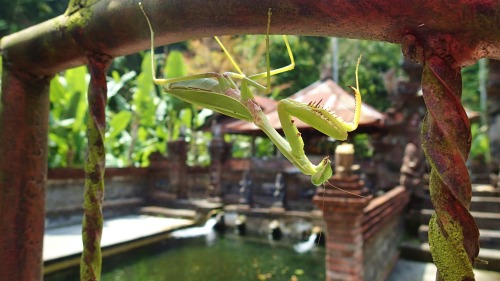 coleopterist: Mantis religiosa at a Balinese Water Temple - Literally Praying Photo taken by Conno