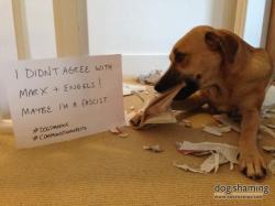 dogshaming:  Communist Dogifesto  Callie