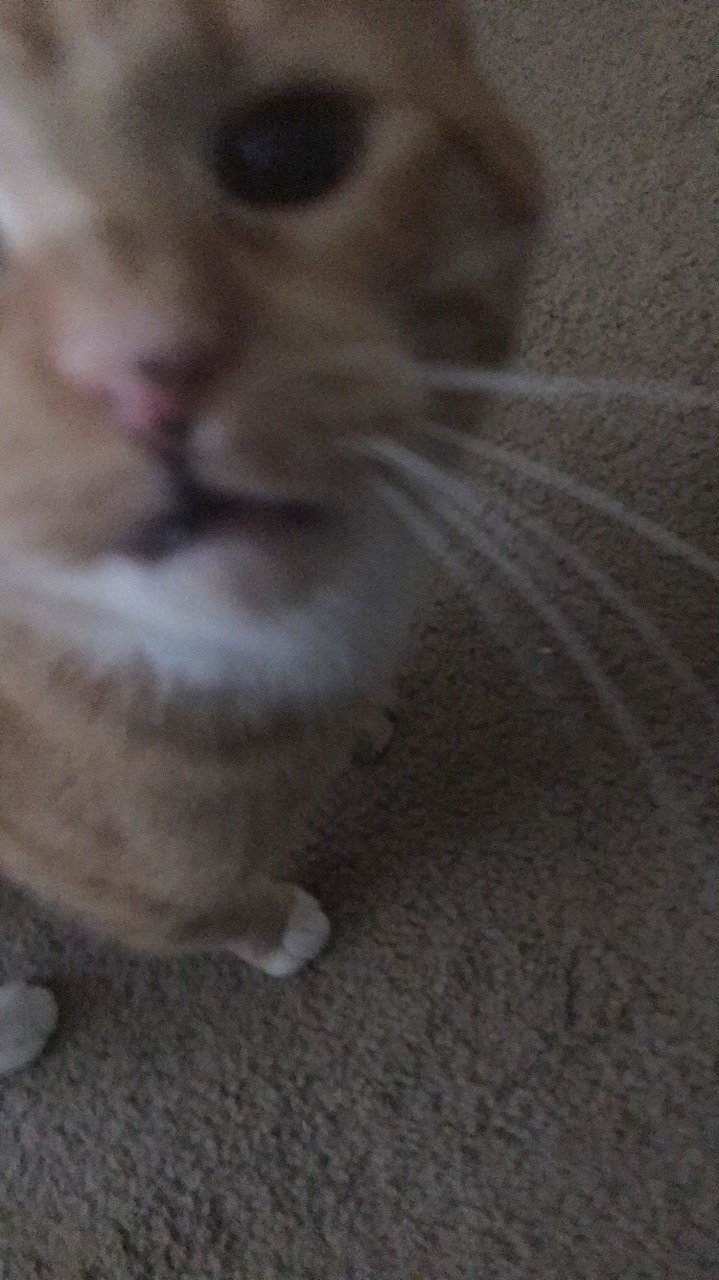 Unflattering Cat Selfies