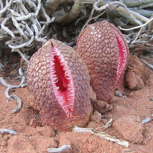 amnhnyc:  Jackal food (Hydnora africana)