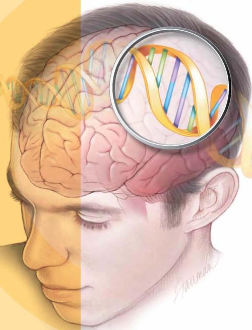 neurosciencestuff: Blocking DNA repair mechanisms could improve radiation therapy for brain cancer U