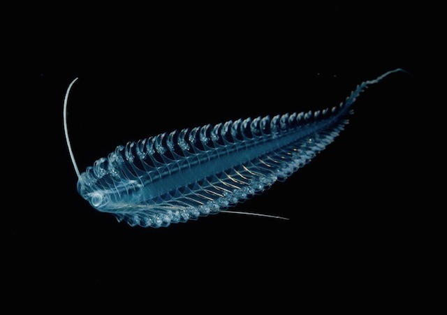 nevver:  Monsters of the deep, Joshua Lambus
