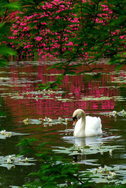 outdoormagic:  In the pink by Sue Wolfe on