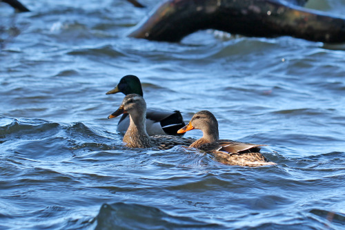 A bunch of wild ducks in lake Mälaren, Sweden (part 1).