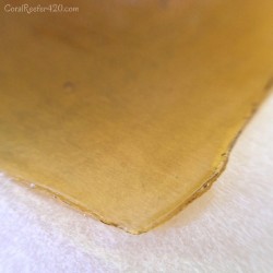 coralreefer420:  Happy Shatter Day! Golden Goat from iMedz, clean high to get my day started!