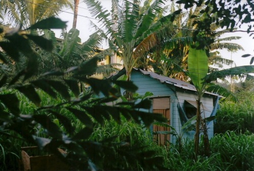 eschell:  Oahu 2014. 