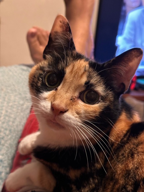Buttercup Laying On Me