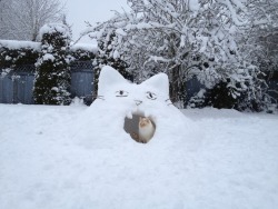 charmeleon: I made him a little kitty snow fort and I think he likes it as much as I do 