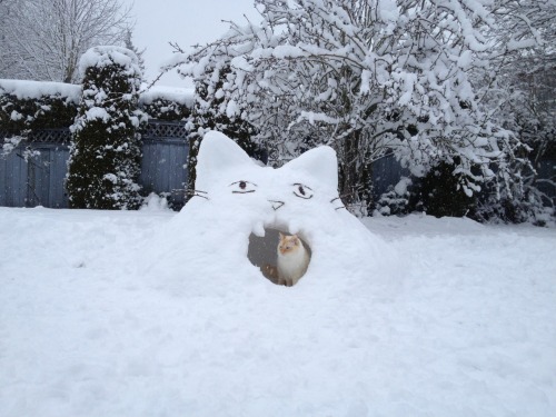 eggplantgoddess:I made him a little kitty snow fort and I think he likes it as much as I do