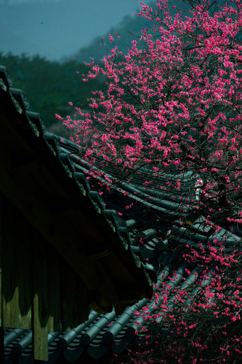 lovesouthkorea:Spring in Hwaeomsa (source)