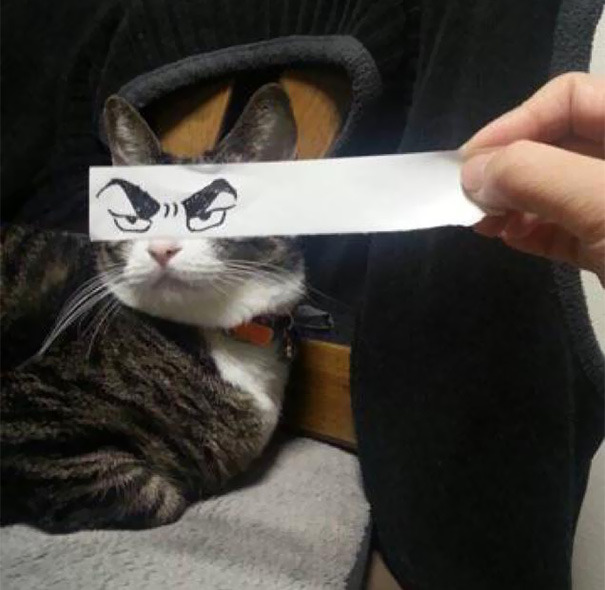 asylum-art:  Fake Cartoon Eyes for Cats Make Everything Better  Via:  kotaku Japanese