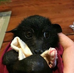 Underworld-Priest: Save-The-Bats:  Doctorwh000O: Blessing Your Day With Some Cute