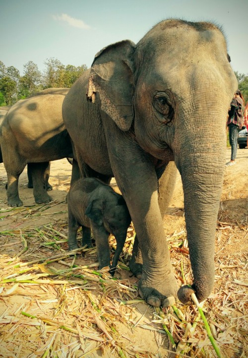 theillustratedatlas: Another photo of some of the beauties I met yesterday at the Elephant Jungle S
