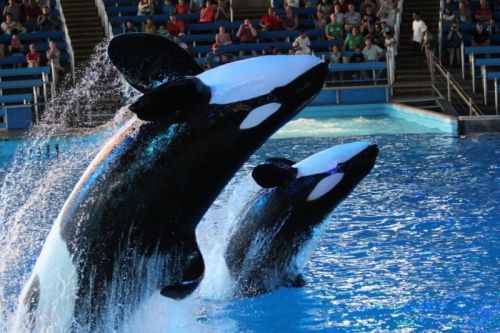 Gender: MalePod: N/APlace of Capture: Born at SeaWorld of FloridaDate of Capture: Born on June 22, 1