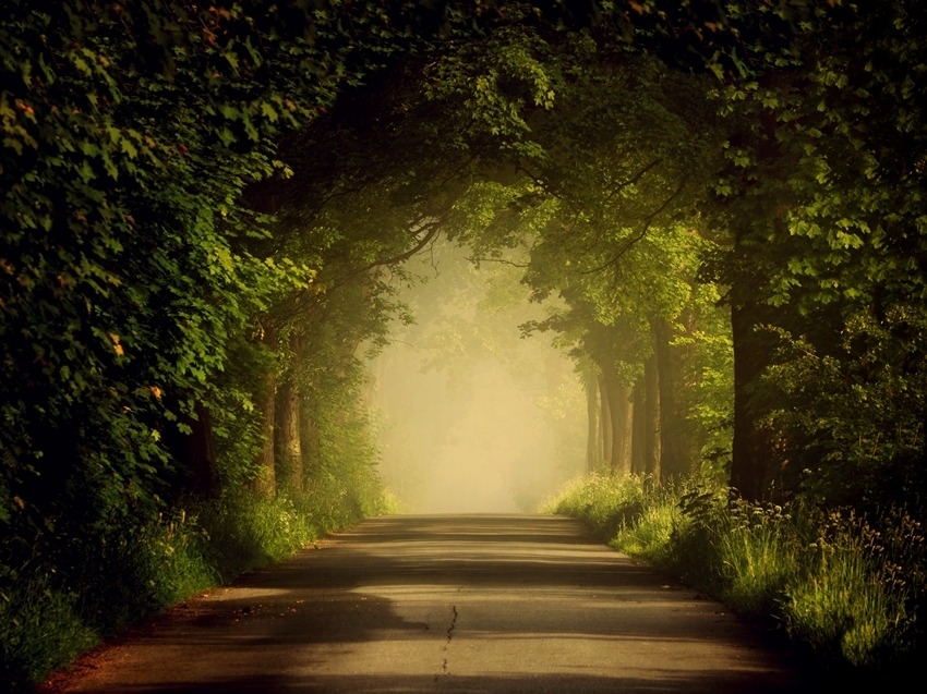 woodendreams:  (by Sebastian Luczywo)