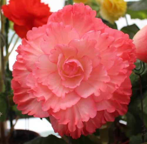 plantconstellations:  shades of begonias 