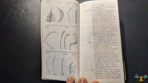 National Audubon Society Field Guide to North American Insects and Spiders, by Lorus Milne and Marge