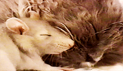 adablaine-archive-deactivated20:  mouse cuddles up with kitten [x] 