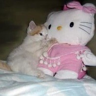 nendroidzz:so are you the cat or the hello kitty plush in the relationship?