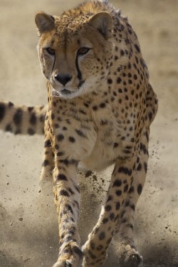 wonderous-world:  Brakes! by San Diego Zoo Global 