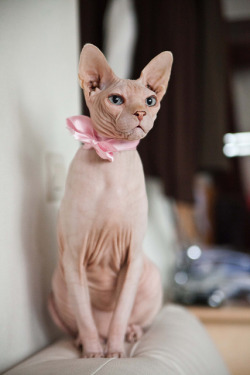 89cats:  Elegant Valentin @ home by Δ Joker Δ on Flickr. 