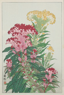 Softpyramid:ohara Shōson (Kōson)Coxcomb, 1932Color Woodblock