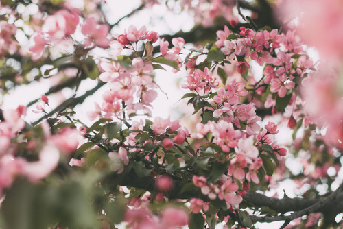 rachaelanthoney:Spring in Wisconsin