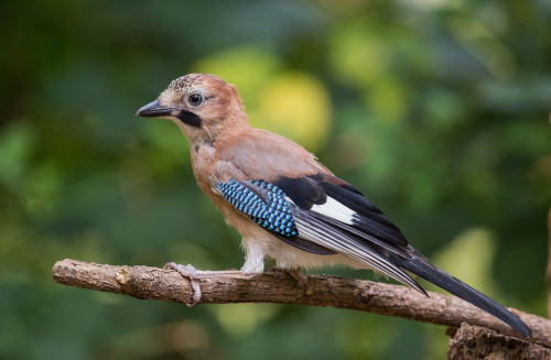 Eurasian Jay (Garrulus glandarius) &gt;&gt;by Michele Nespoli