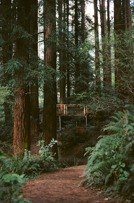 raises:   nature/vintage blog    