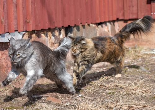 supermodelcats:Fluff in motion - Regina and Ronja ❤️