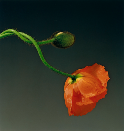 hipinuff: Robert Mapplethorpe, Poppy, 1988