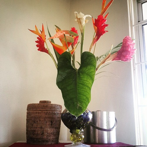 #flowers #barbados #gingerlily #birdofparadise #birthday #beautiful #pink