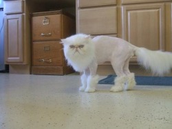 ohgodwhatamidoing:  “… boots with the fur (with the fur)”   Look like that cat got a mean beard lol