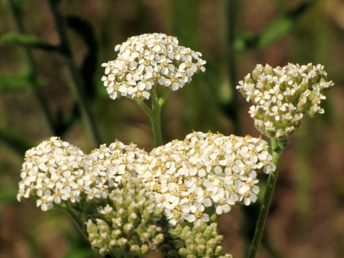 Wildflowers of Washington May, 2014