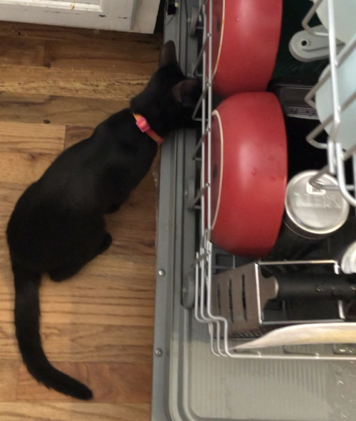 This Little Weirdo Is Obsessed With The Dishwasher.