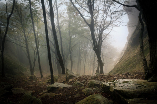 Scary Forest in Mountain by Evgeny Tantsyura