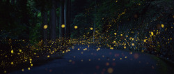 Landscape-Photo-Graphy: Gold Fireflies Dance Through Japanese Enchanted Forest Digital