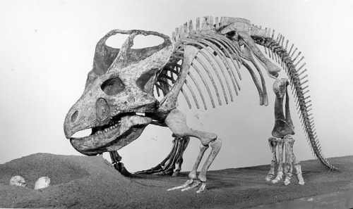 fieldmuseumphotoarchives: Fossil Friday, Protoceratops.Protoceratops was approximately 1.8 