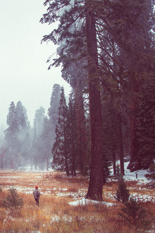 earthandanimals:plasmatics:The Coopman by Matt Lief Anderson(Website)