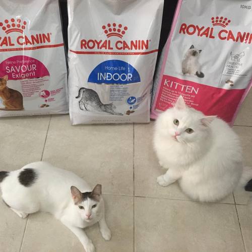 Meowmie, please give us our noms. - very hungry BooBoo &amp; Cutie #noms #RoyalCanin @royalcanin