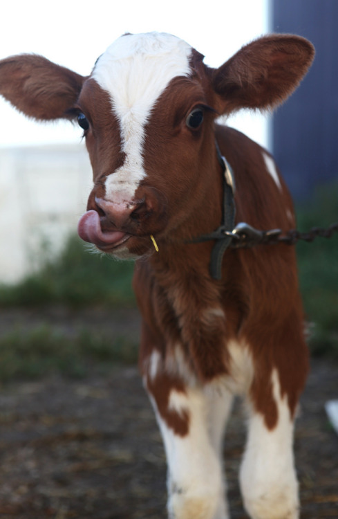 awh c'mon baby cows are the cutest